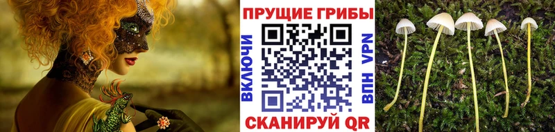 нарко площадка какой сайт  Ялта  Галлюциногенные грибы Psilocybine cubensis 